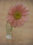 Gerbera