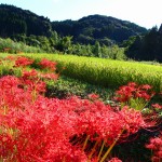 彼岸花と稲穂